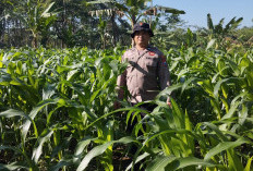  Bhabinkamtibmas Polsek Kedungjajang Dorong Penanaman Jagung dan Pekarangan Pangan Bergizi
