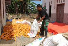 Satgas TMMD 127 Bantu Warga Jemur Jagung 