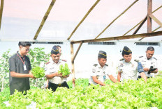 Dukung Makan Bergizi Gratis, Lapas Lamongan Panen Selada Hidroponik Hasil Karya Warga Binaan
