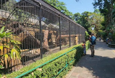 KBS Pastikan Kesehatan Satwa Tetap Terjaga di Tengah Kasus Dugaan Korupsi Rp10,2 Miliar