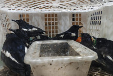 Pengiriman Burung Ilegal di Pelabuhan Perak Digagalkan, Modus Titipan via Kurir