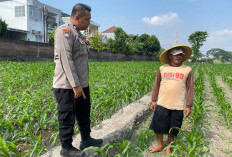 Bhabinkamtibmas Banjaran Dampingi Petani Jagung, Perkuat Ketahanan Pangan Menuju Swasembada Nasional
