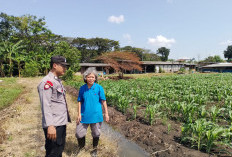 Polsek Taman Optimalkan Ketahanan Pangan Tanaman Jagung