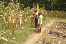 Dukung Ketahanan Pangan, Bhabinkamtibmas Polsek Sugihwaras Motivasi Petani Jagung