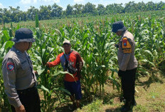 Dukung Ketahanan Pangan, Polsek Balongbendo bersama Petani Optimalkan Tanaman Jagung