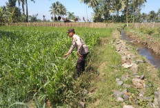 Dukung Program Asta Cita, Bhabinkamtibmas Polsek Pasrujambe Dampingi Petani Jagung di Kertosari