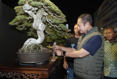 Pemkab Lamongan Gelar Pameran dan Kontes Bonsai Nasional 2026, Diikuti 682 Peserta