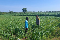 Petani Keluhkan Serangan Ulat Daun, Bhabinkamtibmas Cerme Bergerak Cepat Koordinasi dengan PPL