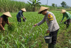 Pak Bhabin Jadi Penggerak Ketahanan Pangan, Dampingi Petani di Desa Winongan