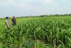 Bhabinkamtibmas Polsek Wonoayu dan Petani Pantau Tanaman Jagung untuk Maksimalkan Hasil Panen