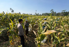Panen Jagung di Senduro, Polisi Dampingi Petani Perkuat Ketahanan Pangan Nasional
