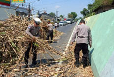 Truk Tebu Overload Nyaris Terguling di Babat Lamongan, Sopir Dipaksa Bongkar Muatan