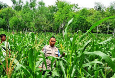 Dukung Swasembada pangan, Personel Polsek Sukolilo Bantu Rawat Tanaman Jagung Petani  Bandang Dajah