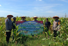 Polisi Panen Raya Jagung di Balongbendo, Wujud Dukungan Terhadap Ketahanan Pangan