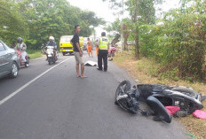Motor Adu Banteng di Cerme Gresik,  Warga  Benjeng Meninggal di Tempat