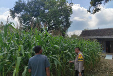 Bhabinkamtibmas Bubulan Dorong Produktivitas Petani Jagung untuk Perkuat Ketahanan Pangan