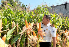 Memupuk Harapan di Balik Jeruji, Warga Binaan Lapas Jember Sukses Panen 1 Ton Jagung