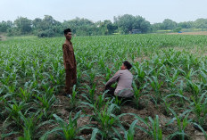 Polsek Ploso Perkuat Pendampingan Petani, Dukung Asta Cita Presiden Wujudkan Swasembada Pangan Nasional