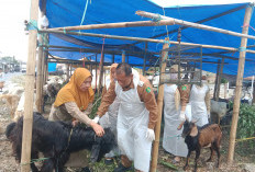 Hewan Kurban di Lapak Penjualan Sehat dan Layak, DKPP Sumenep Siap Monitor Hingga Iduladha