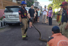 Piton 4 Meter Masuk Permukiman Warga Dukuh Pakis Surabaya Memangsa Kucing