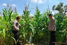 Wujudkan Ketahanan Pangan Nasional, Polsek Jatiroto Lumajang Tanam dan Rawat Jagung di Area Mapolsek