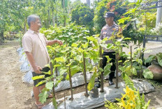 Bhabinkamtibmas Geneng Monitoring Tanaman Terong, Dukung Ketahanan Pangan Warga Ngawi