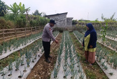 Perkuat Ketahanan Pangan di Pasuruan, Polsek Nongkojajar Kawal Program P2B  
