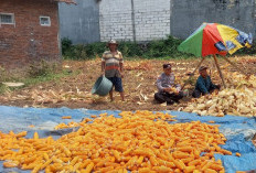 Bhabinkamtibmas Polsek Lowokwaru Bantu Petani Panen dan Kupas Jagung