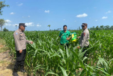Polisi Penggerak Ketahanan Pangan, Polsek Tempeh Cek Lahan Jagung dan Serap Aspirasi Petani