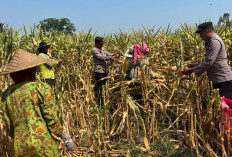 Panen Raya Jagung 6 Ton di Pacet, Polres Mojokerto Perkuat Ketahanan Pangan Nasional