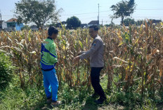 Polisi Pantau Lahan Jagung Siap Panen di Prambon, Dukung Ketahanan Pangan