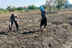 Kapolsek Taman Optimalkan Peran Bhabinkamtibmas Jalankan Ketahanan Pangan