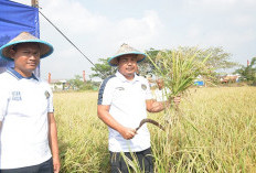 Lapas Lamongan Panen 1,8 Hektare Padi, Bekali Warga Binaan Jadi Petani Mandiri