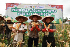 Polres Jember Bersama Petani Gelar Panen Raya Jagung Serentak Dukung Swasembada