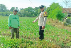  Bhabinkamtibmas Polsek Mojoroto Dampingi Petani Jagung di Kediri Kota Wujudkan Swasembada Pangan
