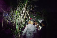 Polisi dan Damkar Ngawi Berjibaku Padamkan Kebakaran Lahan Tebu PG Soedhono di Widodaren