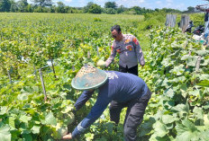 Polresta Sidoarjo Dorong Swasembada Pangan Melalui Lahan Melon di Prambon