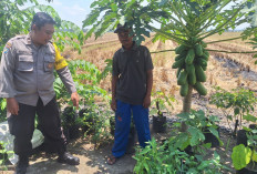 Dukung Ketahanan Pangan, Bhabinkamtibmas Kwadungan Monitoring Pekarangan Pangan Bergizi