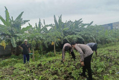 Polsek Waru Cek Perkembangan Tanaman Jagung di Desa Bungurasih