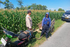 Dukung Ketahanan Pangan, Polsek Garum Blitar Sambang Petani Jagung