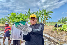 Sinergi Rutan Situbondo dan Warga Sulap Lahan 1,5 Hektare Jadi Kebun Tembakau Produktif