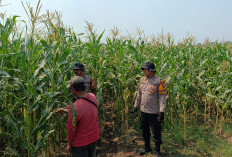 Polsek Balongbendo Dampingi Petani Rawat Jagung Hibrida, Wujudkan Swasembada Pangan