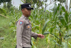 Dampingi Petani Jagung, Polsek Senduro Lumajang Kawal Program Asta Cita 