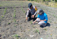 Polsek Taman Patroli Ketahanan Pangan Beri Semangat Petani Tingkatkan Panen