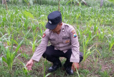 Kanit Binmas Polsek Klakah Cek Perkembangan Tanaman Jagung Warga Desa Papringan