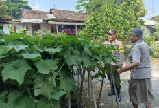 Bhabinkamtibmas Ngrambe Monitoring Pekarangan Sayuran Warga, Perkuat Ketahanan Pangan di Ngawi