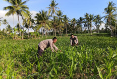Bhabinkamtibmas Polsek Pasrujambe Kawal Penanaman Jagung dan Pekarangan Bergizi di Desa Kertosari