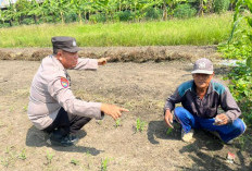 Polsek Sedati Optimis Lahan Jagung P2B Dukung Ketahanan Pangan Sidoarjo