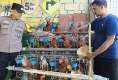 Dukung Kemandirian Pangan, Bhabinkamtibmas Polsek Tandes Sambangi Peternak Ayam Lokal