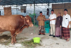 Budiono Anggota DPRD Jatim Dampingi Penyerahan Sapi Kurban Presiden Prabowo 1,2 Ton di Bojonegoro